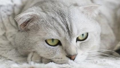 九游APP官网-沃尔夫斯堡迎战多特蒙德，争取三分，沃尔夫斯堡队