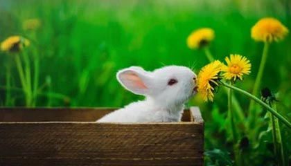 九游娱乐(jiuyou)官方网站-上海德比：申花强势压制申鑫，取得连胜